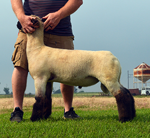 Asmus Club Lambs | Sires