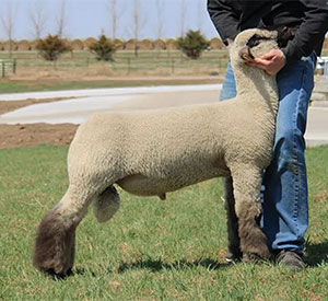 Asmus Club Lambs | Sires